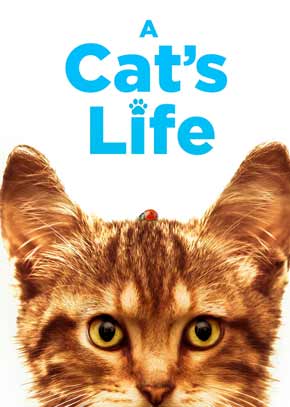 A Cat's Life